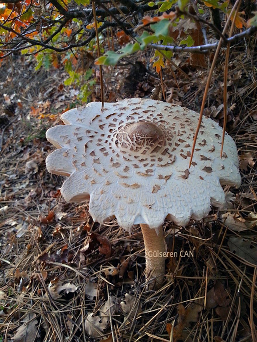 Wondermushroom_0705
