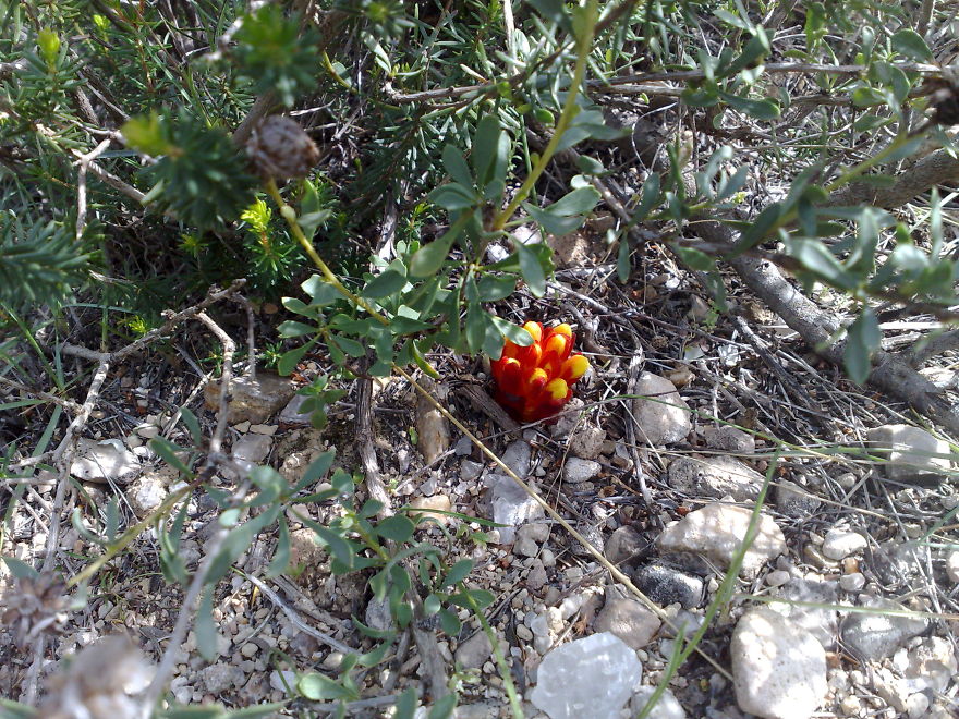 Don't Know Tunisia Sobhanallah