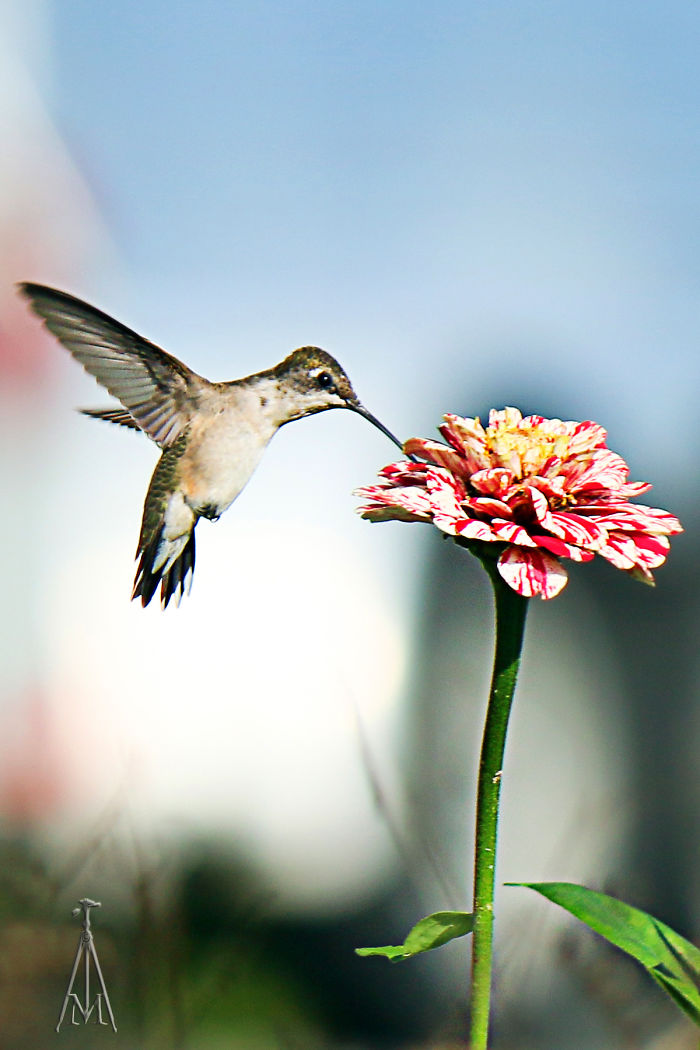 Anna's Hummingbird Having Breakfast
