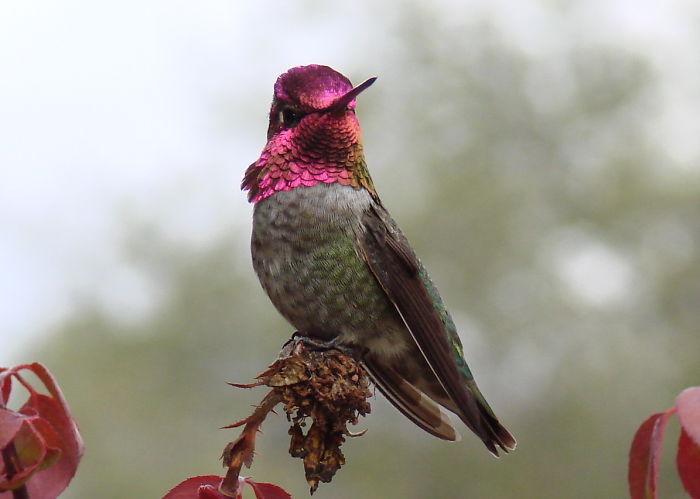 Anna's With An Attitude