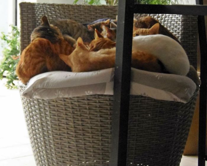 A Dozen Cat Pile Up. :-)