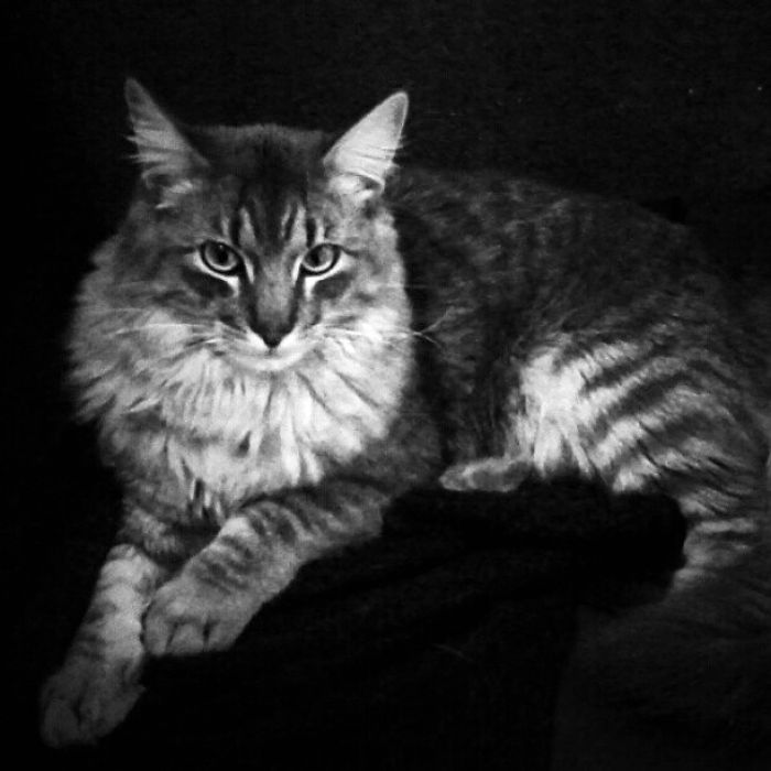 Mustafá, The Sultan