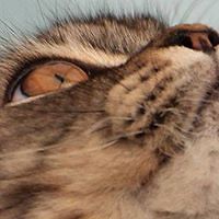 christina-cottagecats avatar