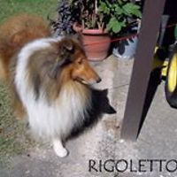 criaderocollies-suner avatar