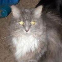 diana-morgan-1276 avatar