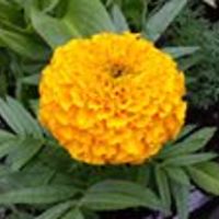 helen.christofilopoulos avatar