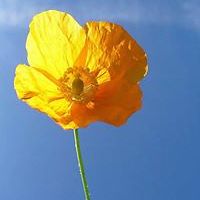 hil-wilkinson avatar