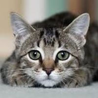 tameka.draper avatar