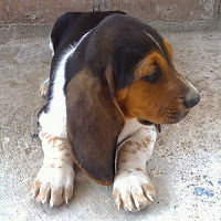 phumberttorivasdavid avatar