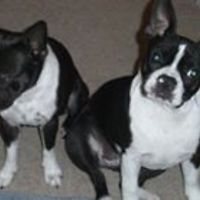 denise-gaskinsblount avatar