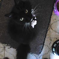 mariasusabelli avatar