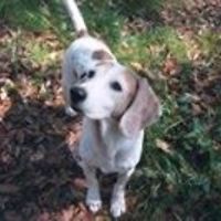 bruce.cornely avatar