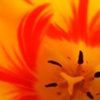 renata.simona avatar