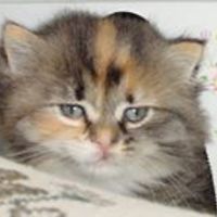 dorothea.socea avatar