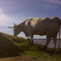 sarahsutherland avatar