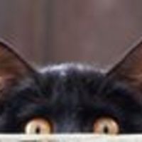 rachel-malkoski avatar