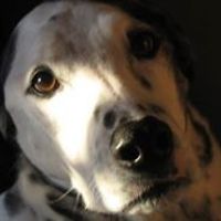 roxanne-furlong avatar