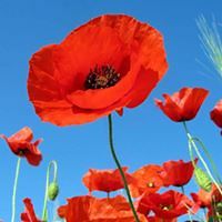 donna.travis.73 avatar