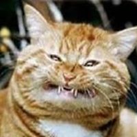 tomas-satkauskas avatar