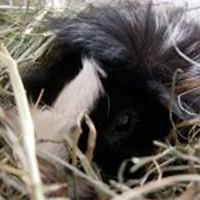 karine-norgaard avatar