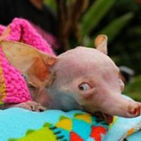 roberta-morrison-900 avatar