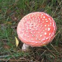 linda-sibeijn avatar