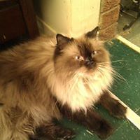 victoria.t.gibeault avatar