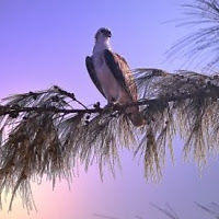 shonellscavella avatar