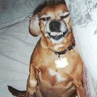 pamela-scherer2 avatar