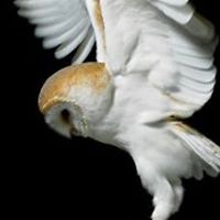 diana.schlaak.5 avatar