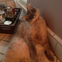 yelena.heaton avatar