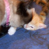 treetopteresa avatar