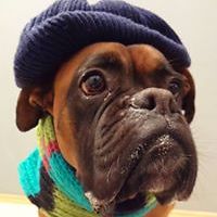 stefan.boxer.1 avatar