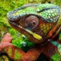 jan-mccarthytchamani avatar