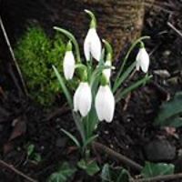 geraldine.carmichael avatar