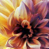 veronika.kish avatar