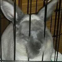 madrabbitwoman avatar