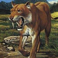 doniefearnain avatar