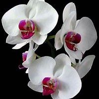 lucija.pivk.3 avatar