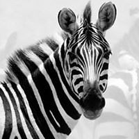 thefalconista avatar