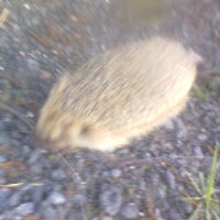 anttiali-lekkala avatar