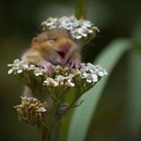 alice.rosenberg.777 avatar