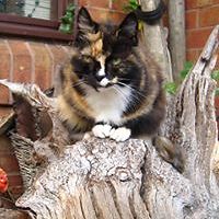 janet.szikehely avatar