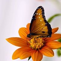 david.meaders.50 avatar