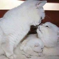 verena.maus.96 avatar