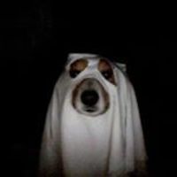 vuksic-olivera avatar