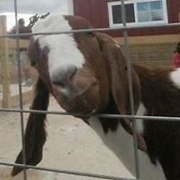 heather.g.westmoreland avatar