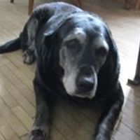 marjorie-c-fabian avatar