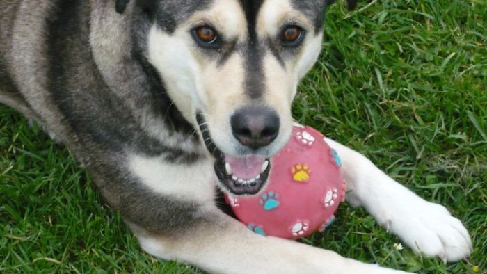 "shelby" Siberdore....siberian Husky Lab.