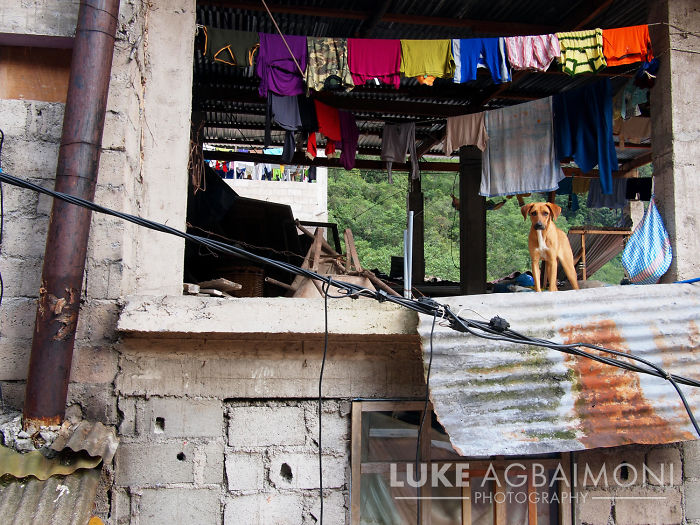 A Room With A View... Of A Dog - Peru